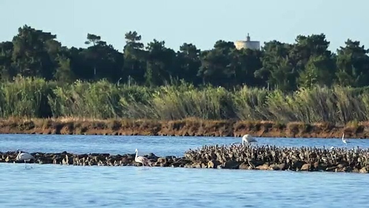 Flamingos Algarve