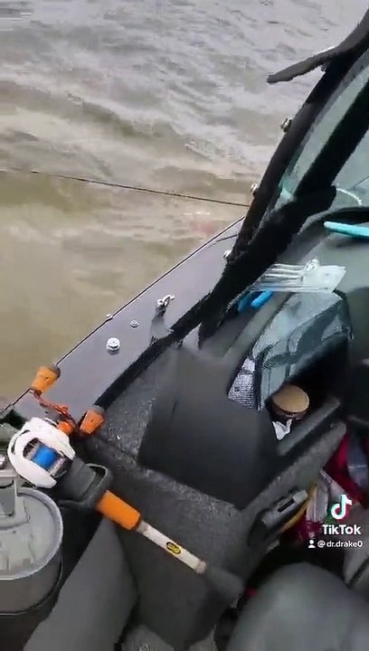 Cervo, Salvamento