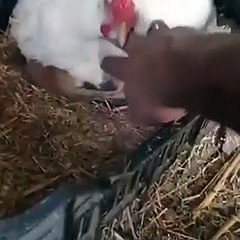 galinha, adota gatos, Iraque,