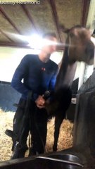 Man and Horse Shake Off the Morning