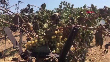 ÜZÜM BAĞLARI VE ZEYTİNLİK YANDI