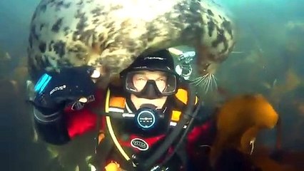 Foca segura mão de mergulhador