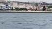 Grupo de 50 golfinhos com filhotes diverte-se no rio Tejo em Lisboa