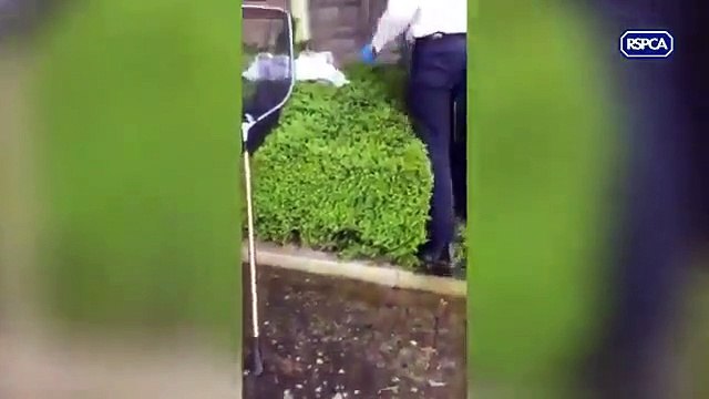 Raposa resgatada em Londres após ficar com focinho preso em garrafa