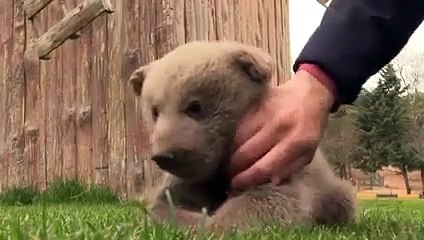 Chimpanzé e urso bebé tornam-se melhores amigos em Zoo da Turquia