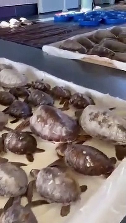 Milhares de tartarugas marinhas resgatadas no T...