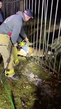 Bombeiros usam ferramenta hidráulica para resgatar veado nos EUA