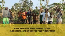 Chakama residents protest against elephants and hippos destroying their farms