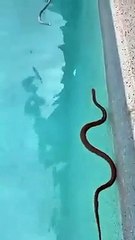 Família australiana encontra cobra venenosa a nadar na piscina de casa