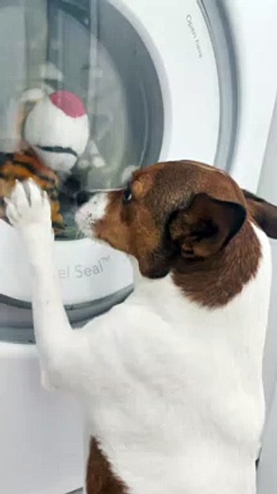 Pup Patiently Waits for Laundered Friend