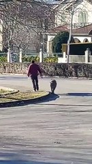 Homem passeia javali por trela em Montalegre