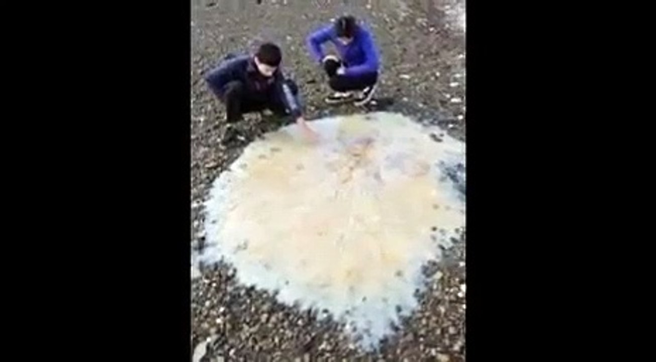 medusa gigante