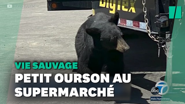 Cette actrice a rencontré un vrai petit ourson... au supermaché