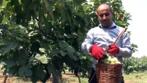Tescilli Abbas incirinde hasat dönemi
