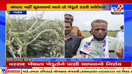 Standing crop of cotton on verge of failure due to chemical's side effect in rural areas of Bharuch