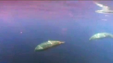 Nova espécie de baleias, México