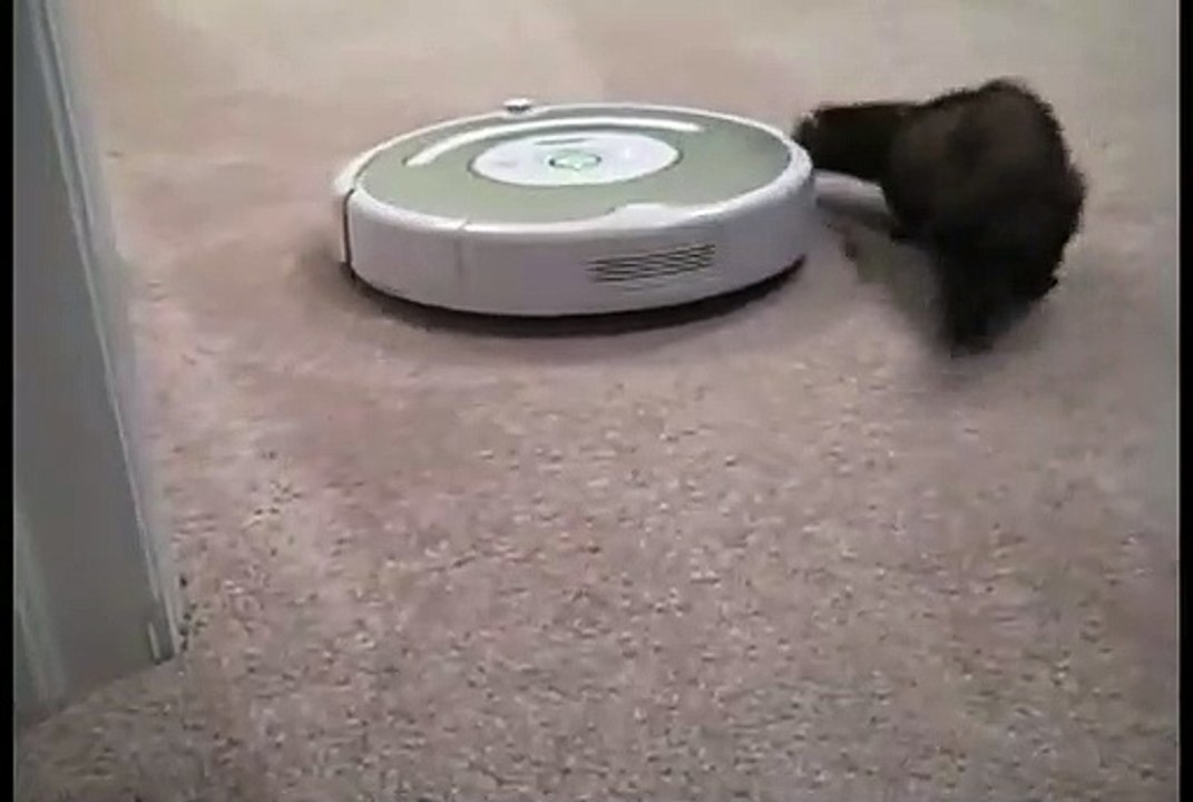 animais aspirador