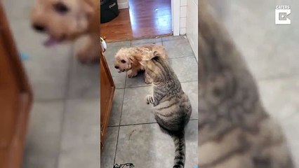 Cão chama "companheiro" para lutar contra gato