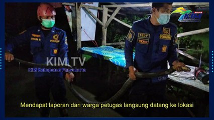 King Kobra Masuk Ke Pemukiman Warga, Petugas DPKPB Purwakarta Langsung Mengevakuasi