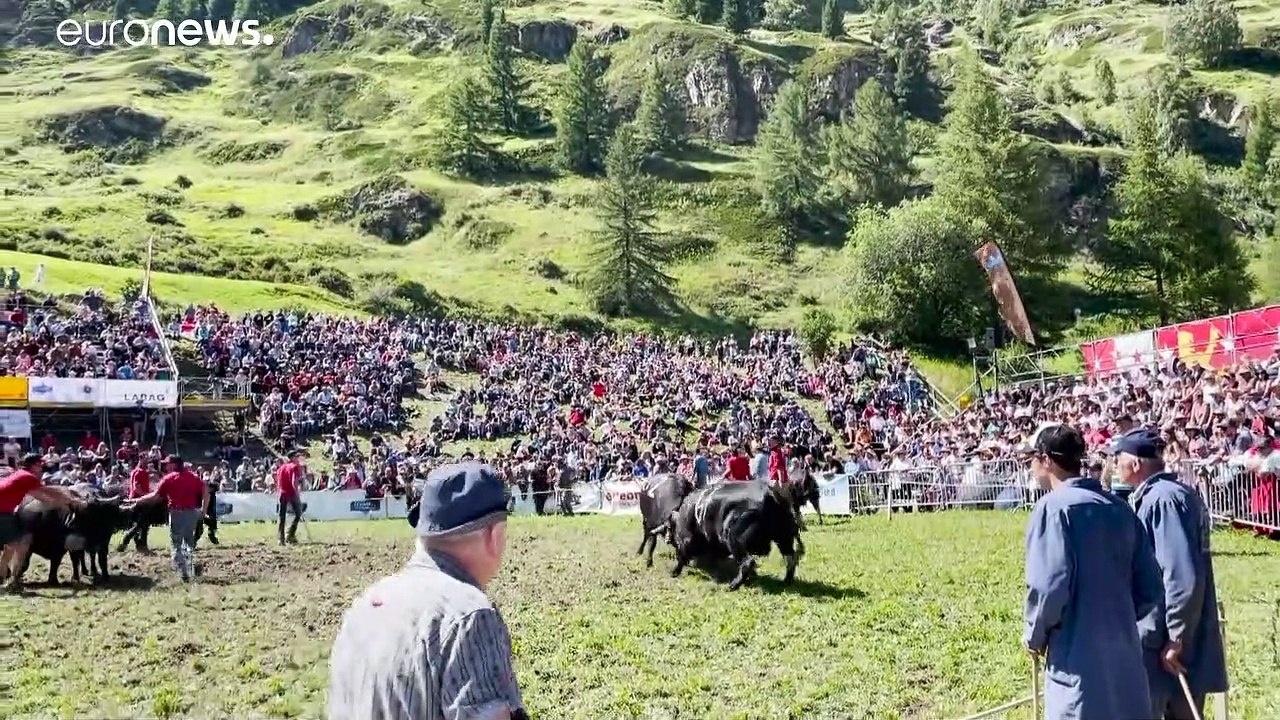 Sommer-Stechfest 2021: Kuhkampf vor dem Matterhorn in Zermatt
