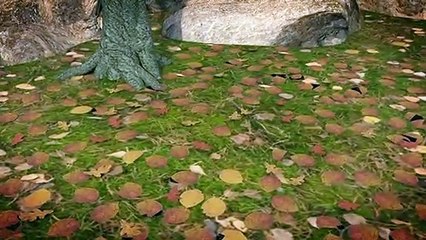 Combattre les feux de forêt
