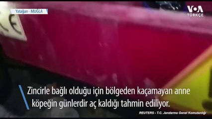 Yangında Mahsur Kalan Anne Köpek ve Yavruları Kurtarıldı