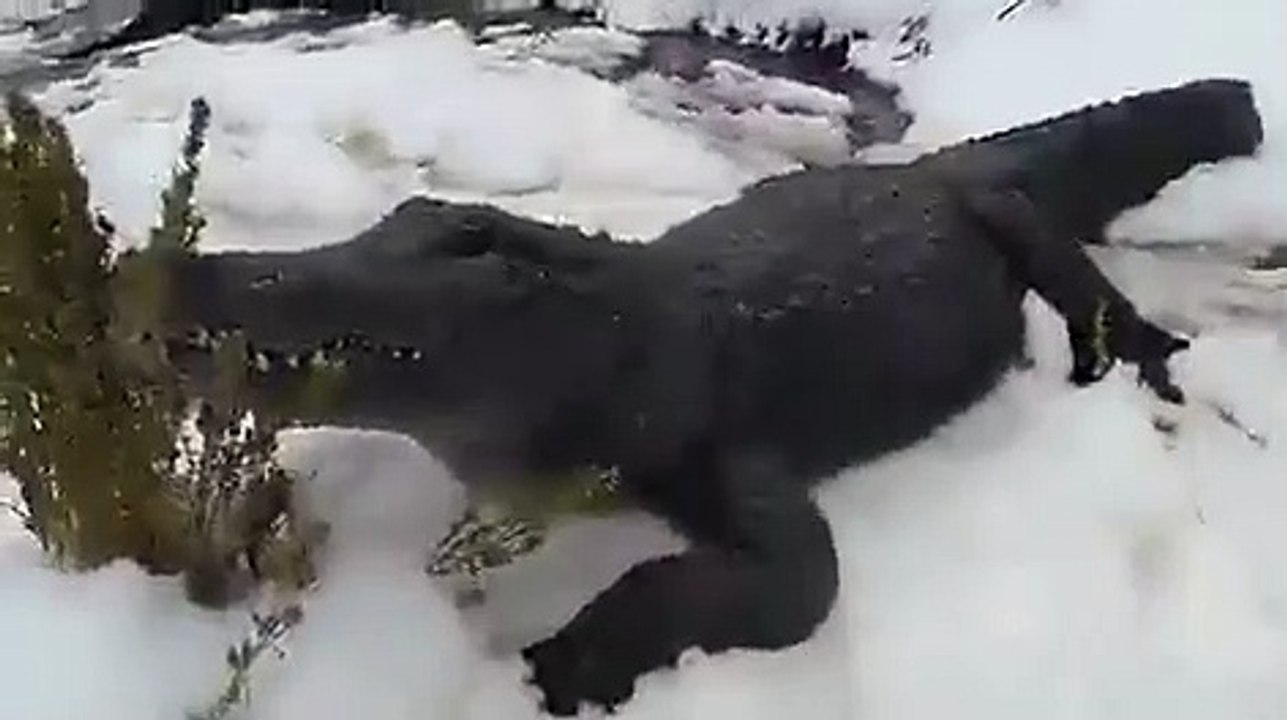 No Colorado, jacarés apanham "banhos de sol" no meio da neve
