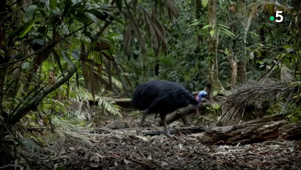 Le casoar, l'oiseau le plus dangereux du monde