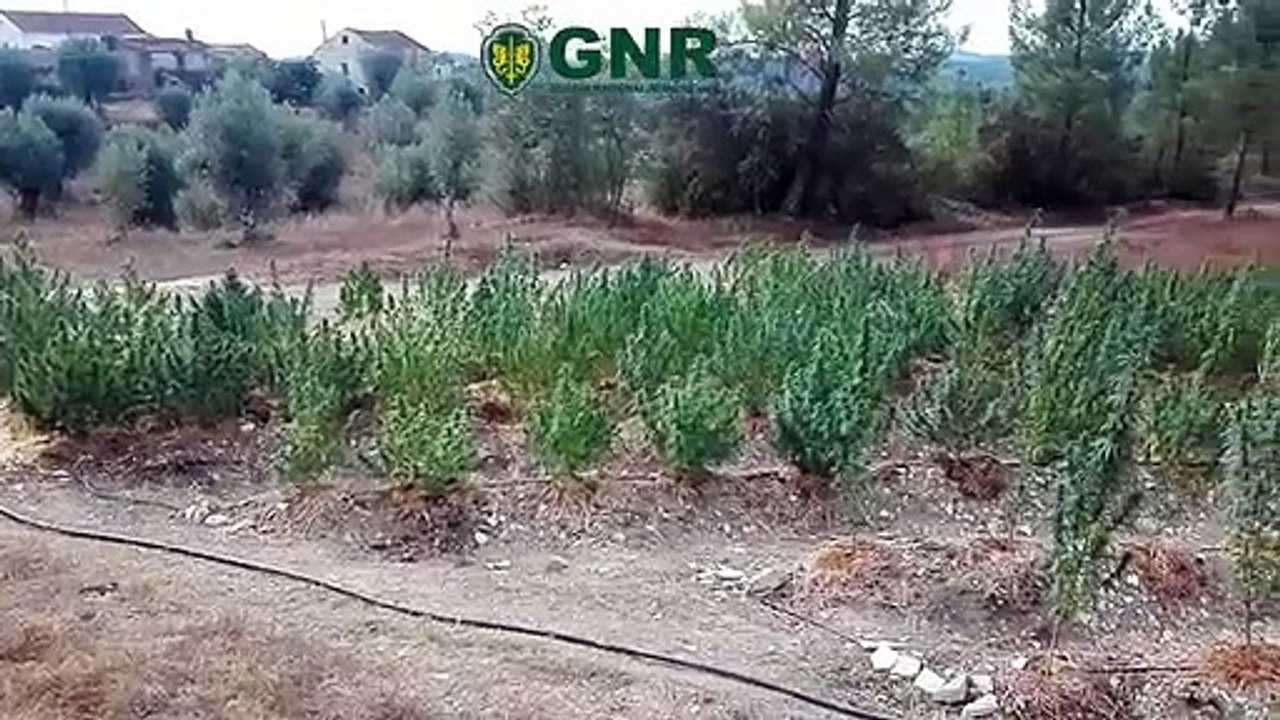 Sertã, apreensão de plantação de canábis