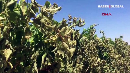 Manisa'da üzüm bağları ve zeytinlik alanda yangın çıktı! 10 dekar alan kül oldu