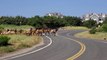 Elk Herd Crosses Beachfront Road