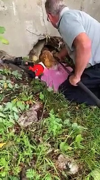 Bombeiros resgatam pequeno cervo