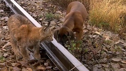 Madla a Ťap: Jak byli v nebezpečí [CZ]