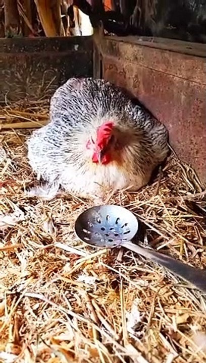 Very funny video for hen