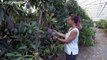 Agricultores sicilianos cambian los cítricos por los frutos tropicales