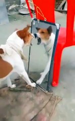 Hahaha so funny dog plz viral kardo