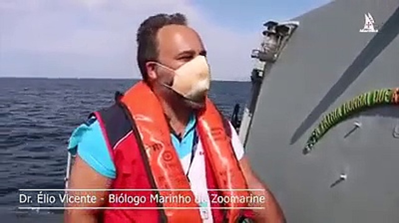 Marinha, Tartarugas
