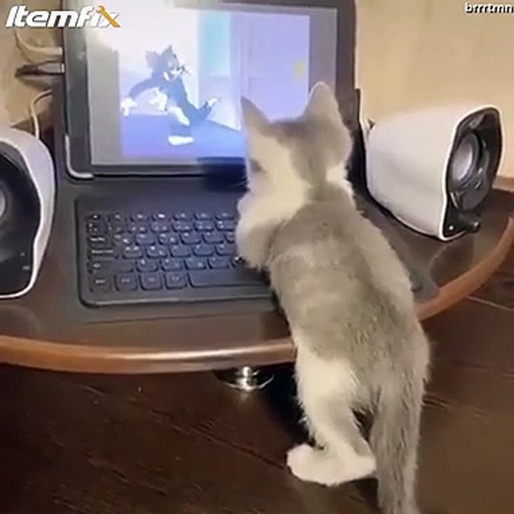 Ce chaton regarde son dessin animé favoris