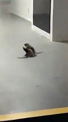 Estas ratazanas envolveram-se num combate de boxe e o gato fez de árbitro