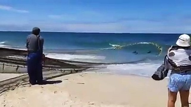 Golfinhos, Praia de Mira