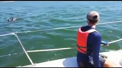 Crianças surpreendidas por golfinhos enquanto navegavam no Tejo