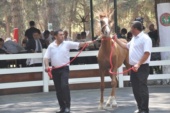 Safkan Arap taylarının satışından 8,5 milyon lira gelir elde edildi