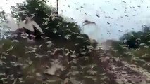 Vídeo: Nuvem de gafanhotos chega a Argentina e aproxima-se do Brasil
