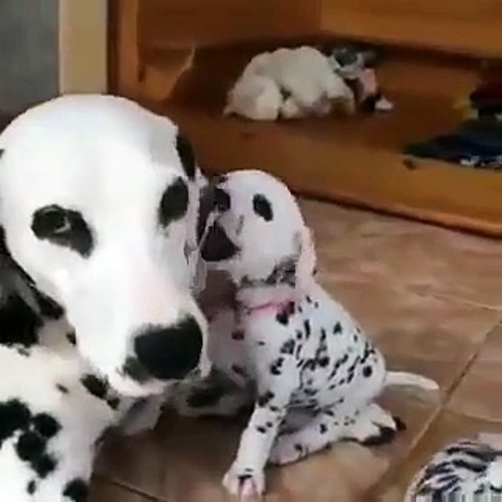 Dálmata, Mãe