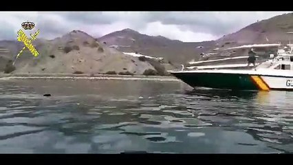 Tubarão de oito metros