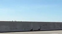 Autoridades estaduais do Ohio ajudam gansos a atravessarem estrada. Veja