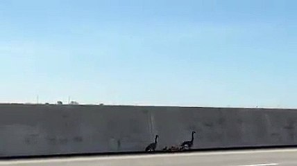 Autoridades estaduais do Ohio ajudam gansos a atravessarem estrada. Veja