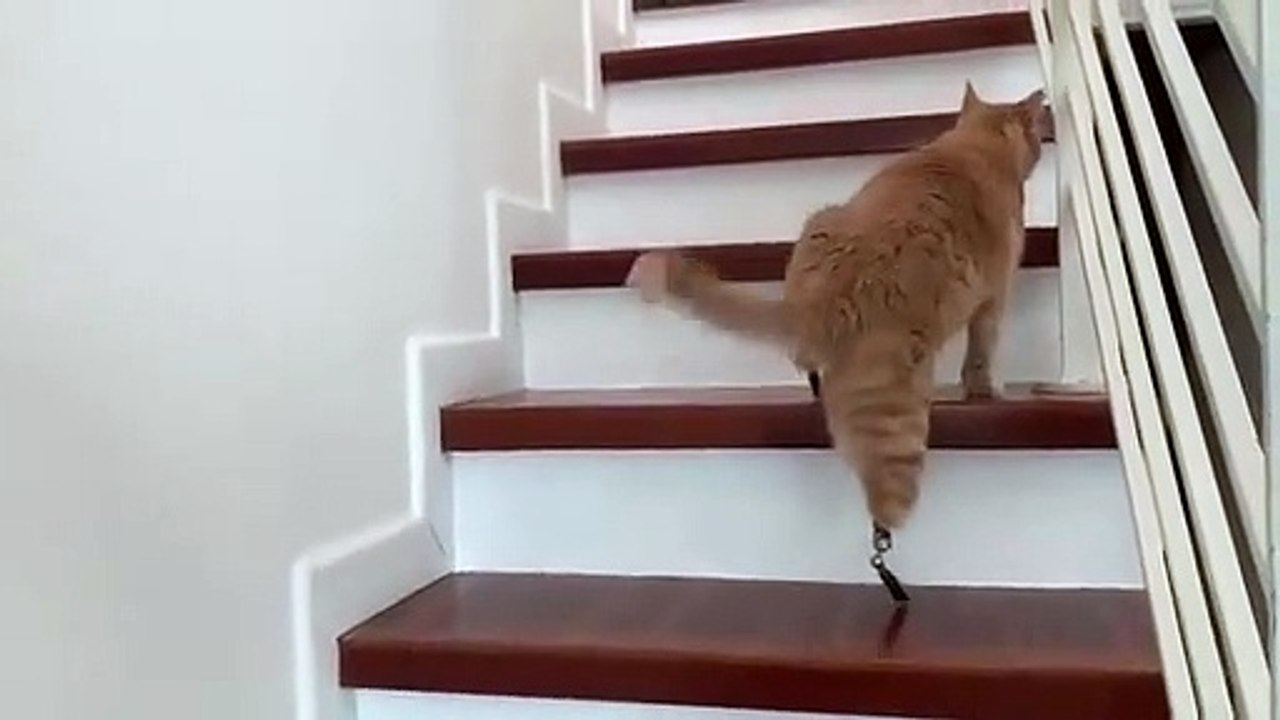Vito