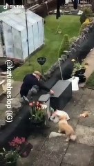 Cão vizinho