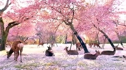 Veados no Japão